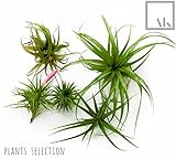 モバイルAir Plantキット – 4 Tillandsia空気植物+ 4 Sea Urchinシェル+ギフトボックス純正海シェルPlantersエアプラントホルダーライブAir Plantプランタ