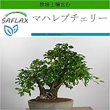 SAFLAX - マハレブチェリー - 30 個の種。- より良い栽培のための土壌を含みます - Prunus mahaleb