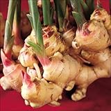 国華園　種ショウガ　土佐産大ショウガ　5kg【※発送が国華園からの場合のみ正規品です】