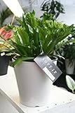 【観葉植物】　アスプレニウム　レズリー　5寸鉢　【送料込】【ギフトにも】