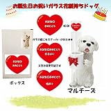 誕生日用 ギフトパッケージ エイチツーオー ガラス花瓶持ちドッグ マルチーズ