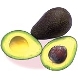 熱帯果樹 アボカドの苗木(接木苗)