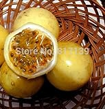 新しいホームガーデンの植物5種リリコイゴールデンパッションフルーツイエローパッションフルーツFlavicarpa Degener種子送料無料