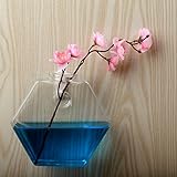 観葉植物 水耕栽培 透明なガラスの六角花瓶 壁掛け水槽 吊り下げ式 プレゼント 雑貨 飾り (12*13)