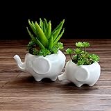 WINOMO 多肉植物 鉢 植木鉢 陶器鉢 白 かわいい象型 植物ボット 大小2個セット おしゃれ
