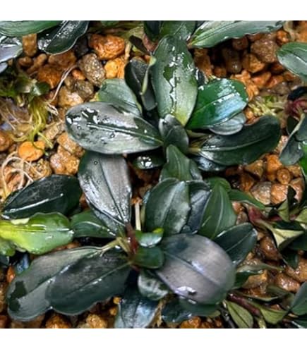 Amazon.co.jp: ブセファランドラ ソルディデュラブルー