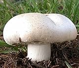 ホワイトマッシュルーム（アガリクスmacrocarpus）菌糸体スポーン乾燥種子（10グラム）