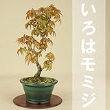 いよじ園 【】 いろはモミジ 小品盆栽 【雑木盆栽】 ▼ご選択ください,7
