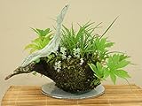 いよじ園 （草物盆栽） 根洗草盆 朝霧草他 寄せ ヘゴ付流木 陶板付 （いよじ園）