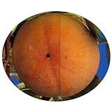 日本最古の甘柿　禅寺丸　(苗木)