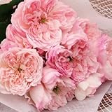 バラ苗 セシルドゥヴォーランジェ 国産新苗植え替え6号スリット鉢 四季咲き中輪 ピンク系　ロサ オリエンティス