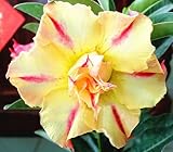 40 Fresh seedsアデニウム アラビカム オベスム 砂漠のバラ種子(40粒)塊根植物種子Adenium obesum Desert Roses seeds no141-Double-sunr