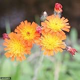 (山野草)紅輪タンポポ(紅輪蒲公英) 3号(1ポット) 本州・四国限定[生体]