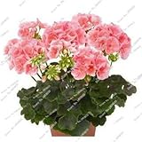 30 Pcs/Bag 100%True Geranium Seeds Potted Balcony Planting Seasons Pelargonium Potted Flower Seeds f