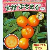 2017年新苗・果樹苗 常緑低木 柑橘系 種なしきんかん ぷちまる 13.5cm(4.5号)ロングポット