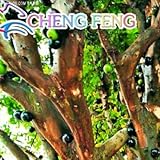 ブラジルのブドウの木の種子ジャボチカバは、そのトランクの庭の装飾工場で果物を栽培して30個フルーツ種子