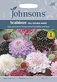 JOFL 英国ジョンソンシード Scabious Tall Double Mixed スカビオーサ・トール・ダブル・ミックス