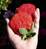 200種子/パック、ストロベリー巨大イチゴ種子甘いフォーシーズンズ、レア、香り、甘い＆ジューシー