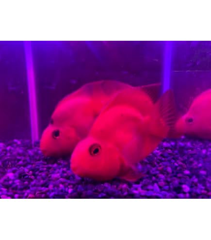 Amazon | （熱帯魚）ブルータイガー・パロット（1匹） 北海道航空便要 