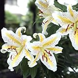 秋植え球根 ゆり ヤマユリ(やまゆり) 1球
