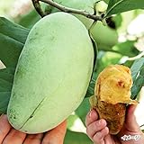 国華園　果樹苗　ポポー　マンゴー　2年生　1株