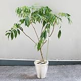 レイシ・ライチ苗　フォンフェイ種 小サイズ取木苗