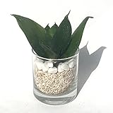 Amazon 株 赤塚植物園 珍しい サンスベリア ハニークリーム 3 5号 白陶器鉢仕様 花 Amazon 株 赤塚植物園 珍しい サンスベリア ハニークリーム 3 5号 白陶器鉢仕様 花