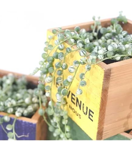 Amazon.co.jp: 多肉植物 エンジェルティアーズ錦 5カット : ホーム
