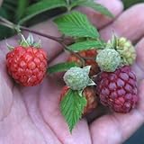 【ノーブランド品】トゲなしラズベリー：グレンモイ5号ポット[木いちご]