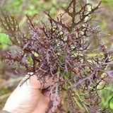 送料無料の100pcsパープルマスタードシード、珍しい植物栄養野菜の種子