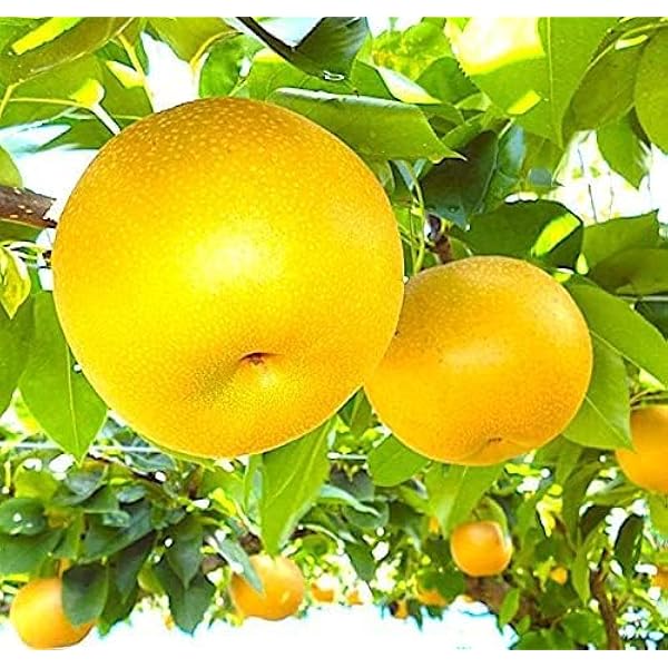 Amazon.co.jp: 梨 幸水梨 約5キロ 大玉10〜14個 化粧箱入 贈答