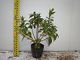 【20本セット】 ヒラドツツジ 樹高0.2m前後 13.5cmポット 紫花 ひらどつつじ 苗木 植木 苗 庭木 生け垣