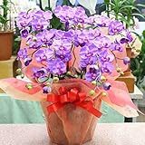 光触媒 胡蝶蘭 【造花】 ミディ５本立て 紫 【ＣＴ触媒加工】 胡蝶蘭ギフト お昼