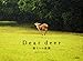 Dear deer 鹿たちの楽園