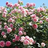 バラ苗 つるヒストリー 国産大苗裸苗 つるバラ(CL) 四季咲き ピンク系