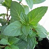 ミント：アメリカンブラックペパーミント3号ポット 3株セット[ハーブの苗] ノーブランド品