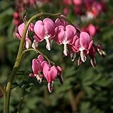 【山野草】タイツリソウ