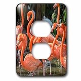 3dRose lsp_207217_6 Usa, Florida, Orlando. Pink Flamingos At Gatorland. - 2 Plug Outlet Cover [並行輸入品
