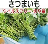 【予約5月第1週】さつまいも苗２５本（ウイルスフリー切り苗） (鳴門金時）サツマイモ