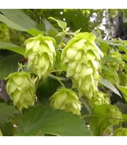 Amazon.co.jp: ホップ苗 センテニアル 雌株 : DIY・工具・ガーデン