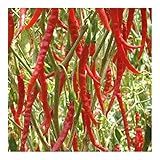 Chili Cayenne Long Slim - Hot pepper Cayenne Long Slim - 10 seeds