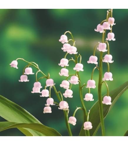 Amazon.co.jp: ピンクドイツスズラン 素掘り苗 鈴蘭▽紫桜館山の花屋