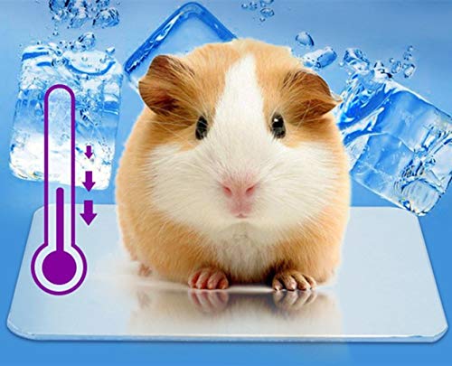 ハムスターの暑さ対策どうする 自由な人生を送るために今できること ー M A K I M O N O