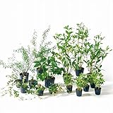 オンリーワン　目的で選ぶ　植栽セット　ブリーゼ　下草　コデマリ　やさしい景色　ME6-SET07