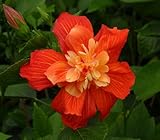 ハイビスカス　苗木　’マダム・ペレ’　Hibiscus ’Madam Pele’　3号ポット