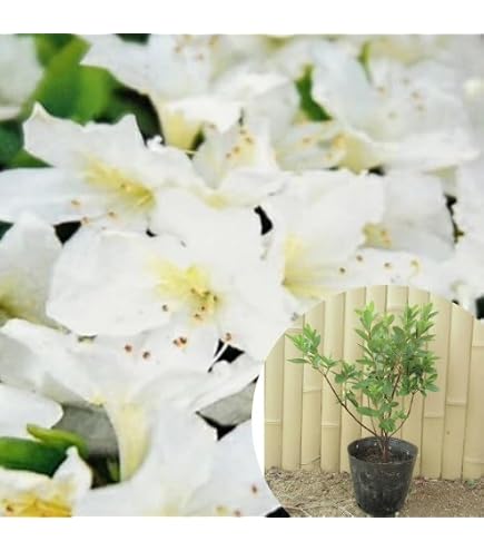 Amazon.co.jp: ツツジ 苗 シロヤシオツツジ 白八汐つつじ 白花 7号