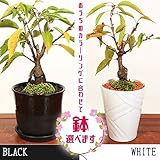 桜盆栽：鉢が選べる一才桜大(旭山桜)*さくら盆栽 (白色)