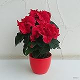 ポインセチア：ウインターローズ レッド4号鉢植え ノーブランド品