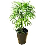 棕櫚竹 シュロチク ８号 黒色鉢カバー付 寒さに強い 観葉植物 本物 中型 大型 インテリア