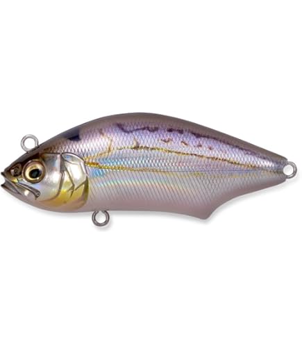 Amazon.co.jp: メガバス GORHAM(ゴーラム) 147F SW FA イワシ